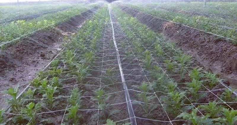 sprinkler-hose-farm-irrigation